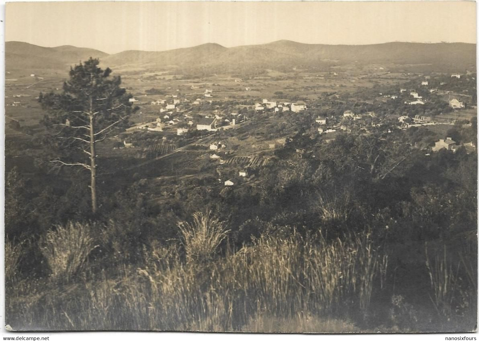 D 83 BORMES LES MIMOSAS.CARTE PHOTO LUCARELLI - Bormes-les-Mimosas