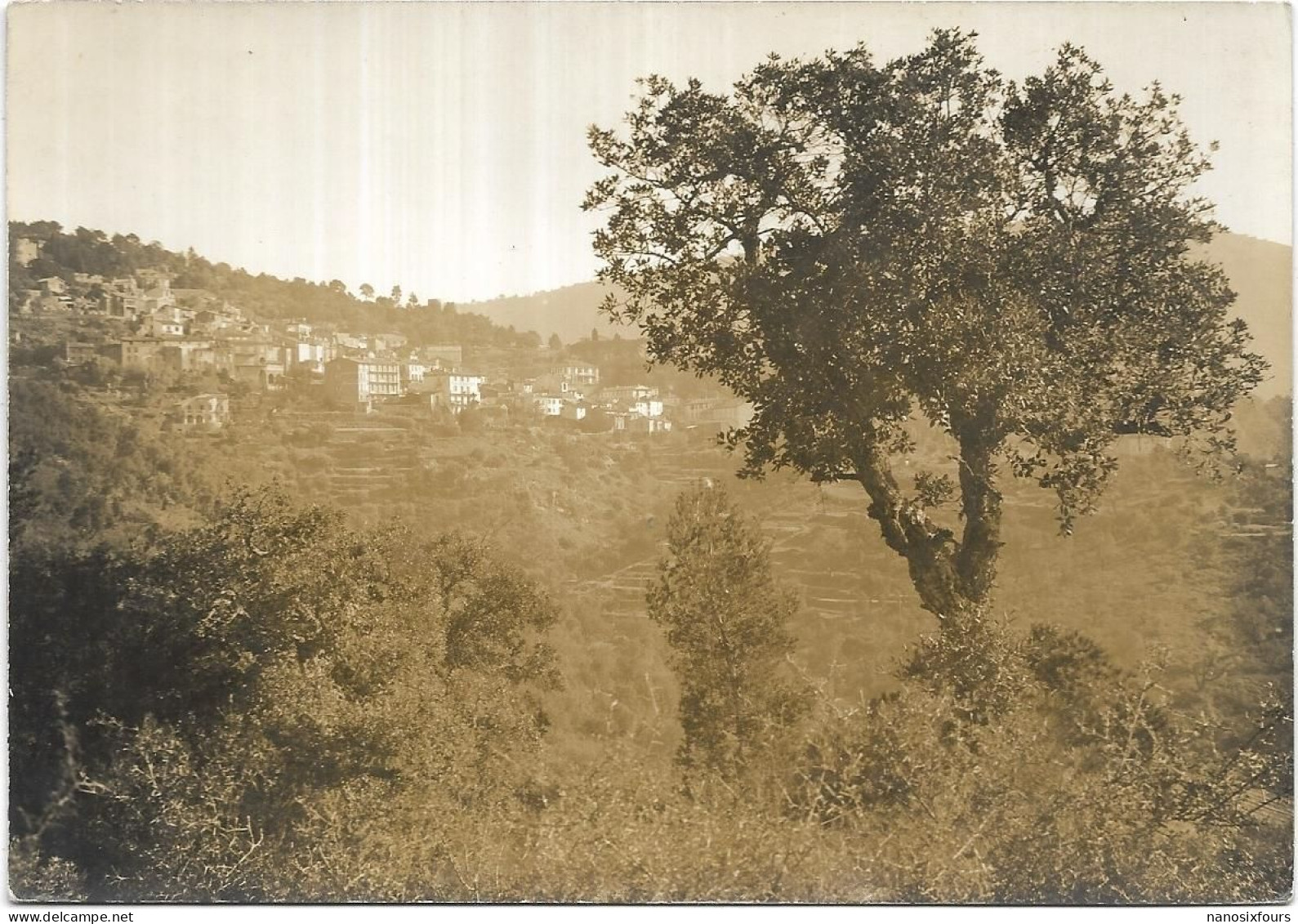 D 83 BORMES LES MIMOSAS.CARTE PHOTO LUCARELLI - Bormes-les-Mimosas