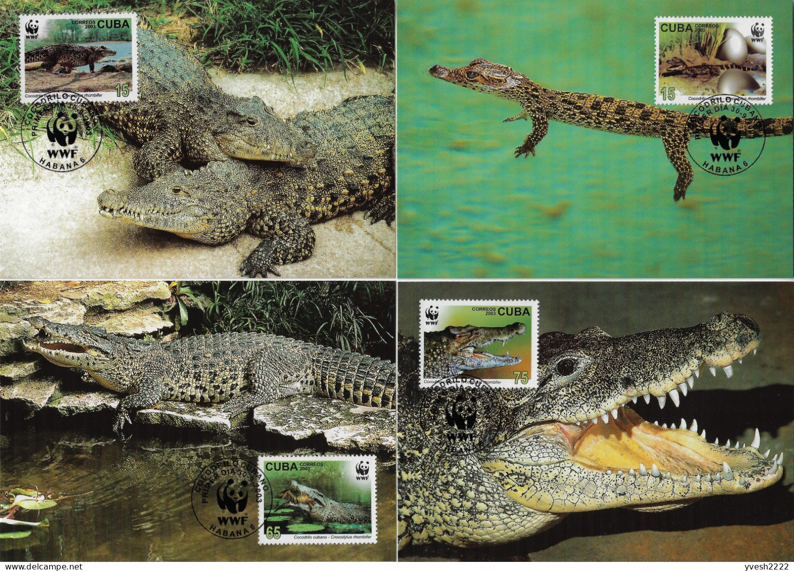 Cuba 2003 Y&T 4117 à 4120 Sur Cartes Max. WWF. Reptile, Crocodile Cubain, Crocodylus Rhombifer Ou Crocodylus Communistus - Autres & Non Classés