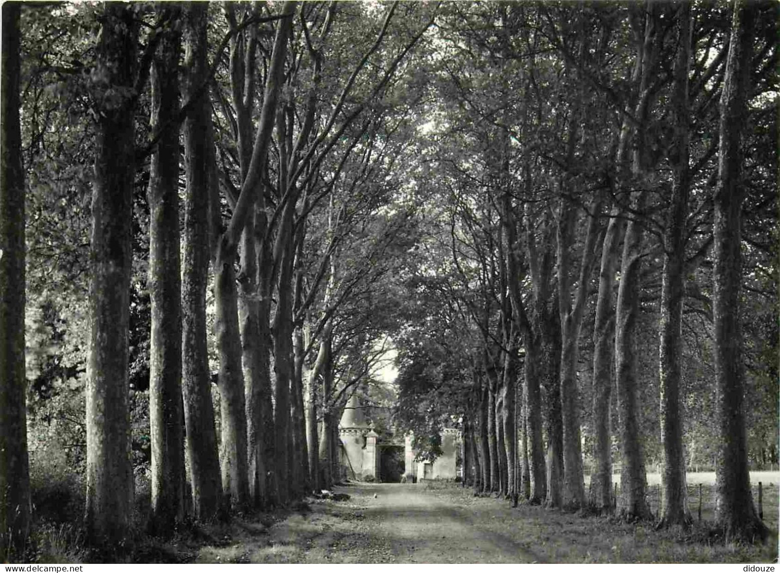 61 - Le Pin La Garenne - Château De La Pellonnière - L'Avenue - Mention Photographie Véritable - CPSM Grand Format - Car - Other & Unclassified