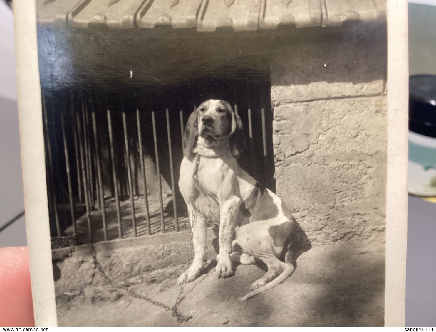 Snapshot 1930 Cannes Chien Assis Devant Sa Maison, A Attaché à Une Laisse Qui Prend La Pause. - Sonstige & Ohne Zuordnung