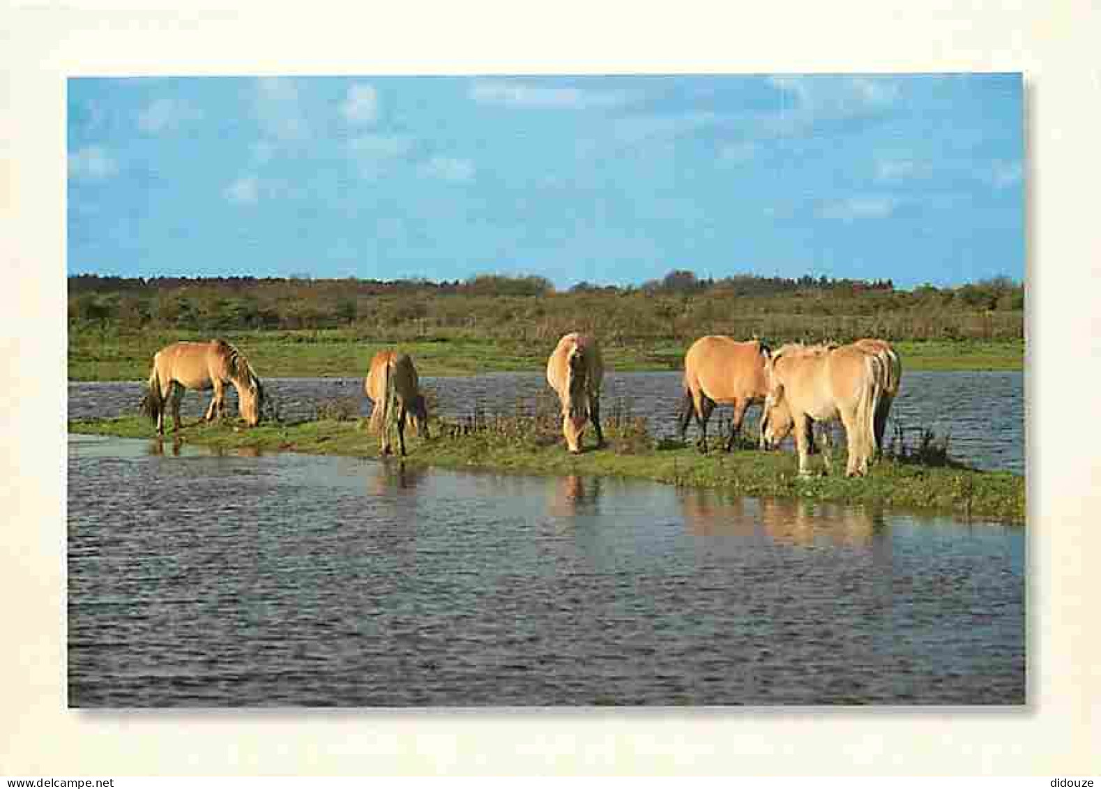 Animaux - Chevaux - La Cote Picarde - Somme - Le Crotoy - Chevaux à La Bassée - CPM - Voir Scans Recto-Verso - Chevaux