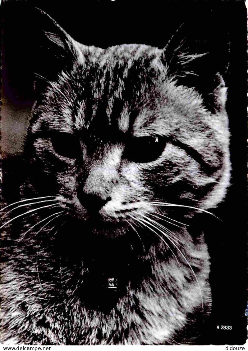 Animaux - Chats - CPM - Voir Scans Recto-Verso - Gatos