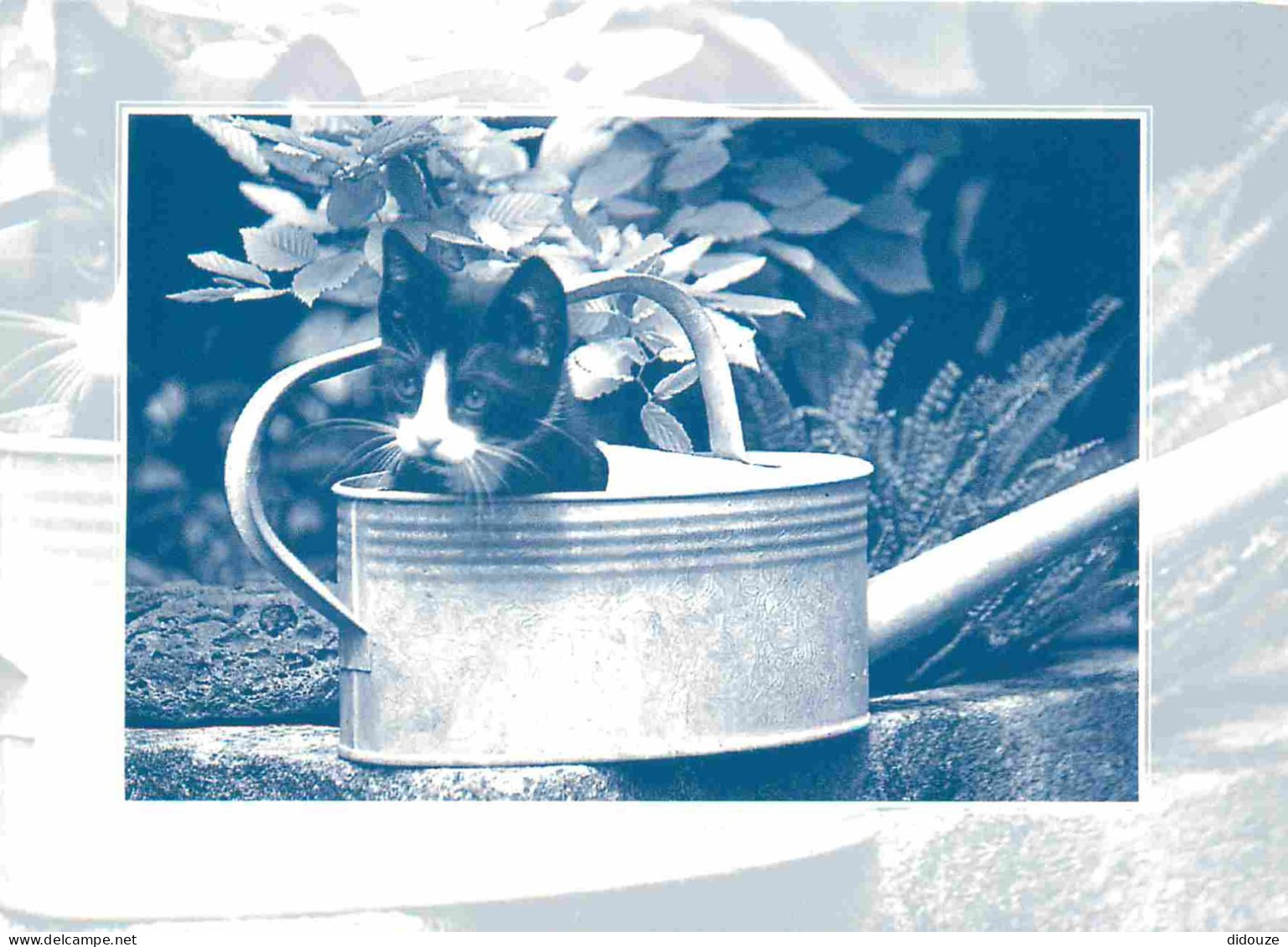 Animaux - Chats - Indigo - CPM - Voir Scans Recto-Verso - Gatos