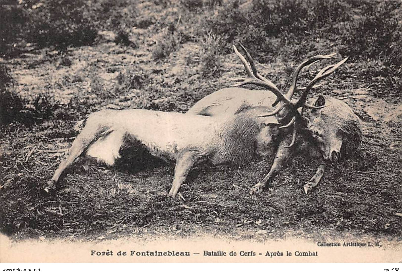 CHASSE - SAN37834 - Forêt De Fontainebleau - Bataille De Cerfs - Après Le Combat - Caza