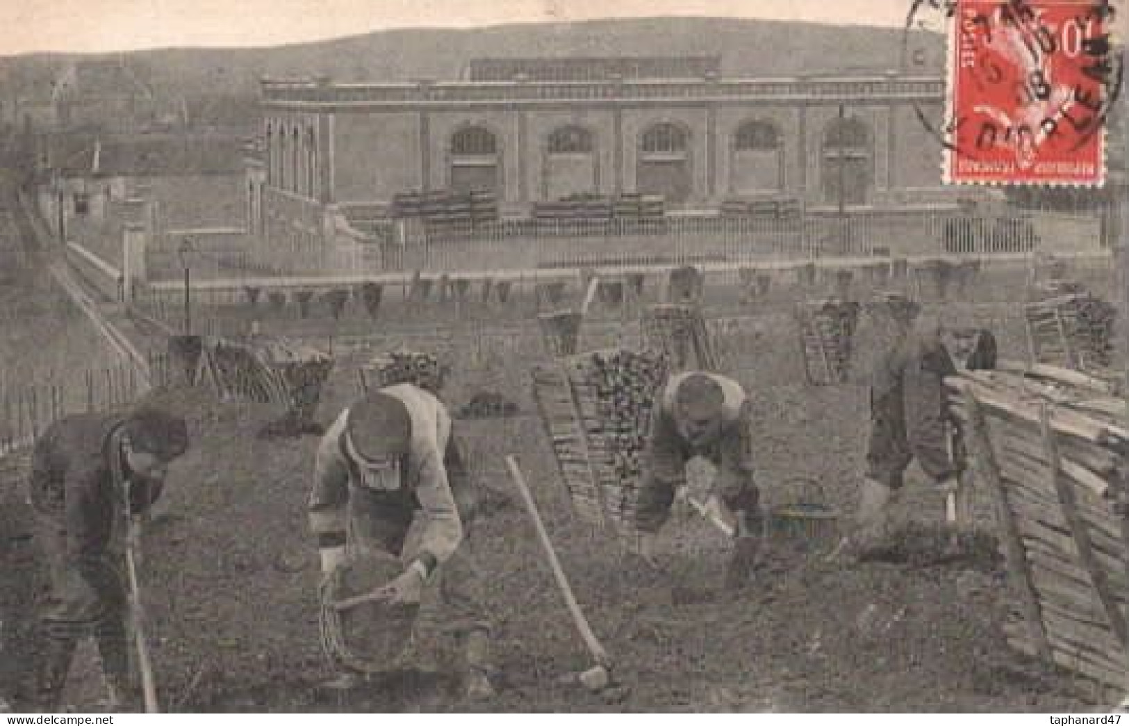 Ouvriers Vignerons Préparant Un Champ De Vigne . - Farmers