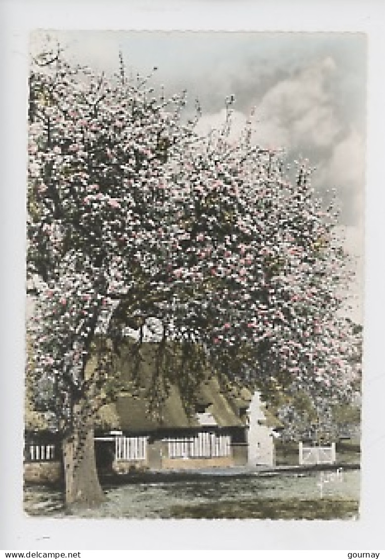 En Normandie, Ferme Normande - Cp Vierge N°3745 Yvon (pommier En Fleurs) Colorisée - Basse-Normandie