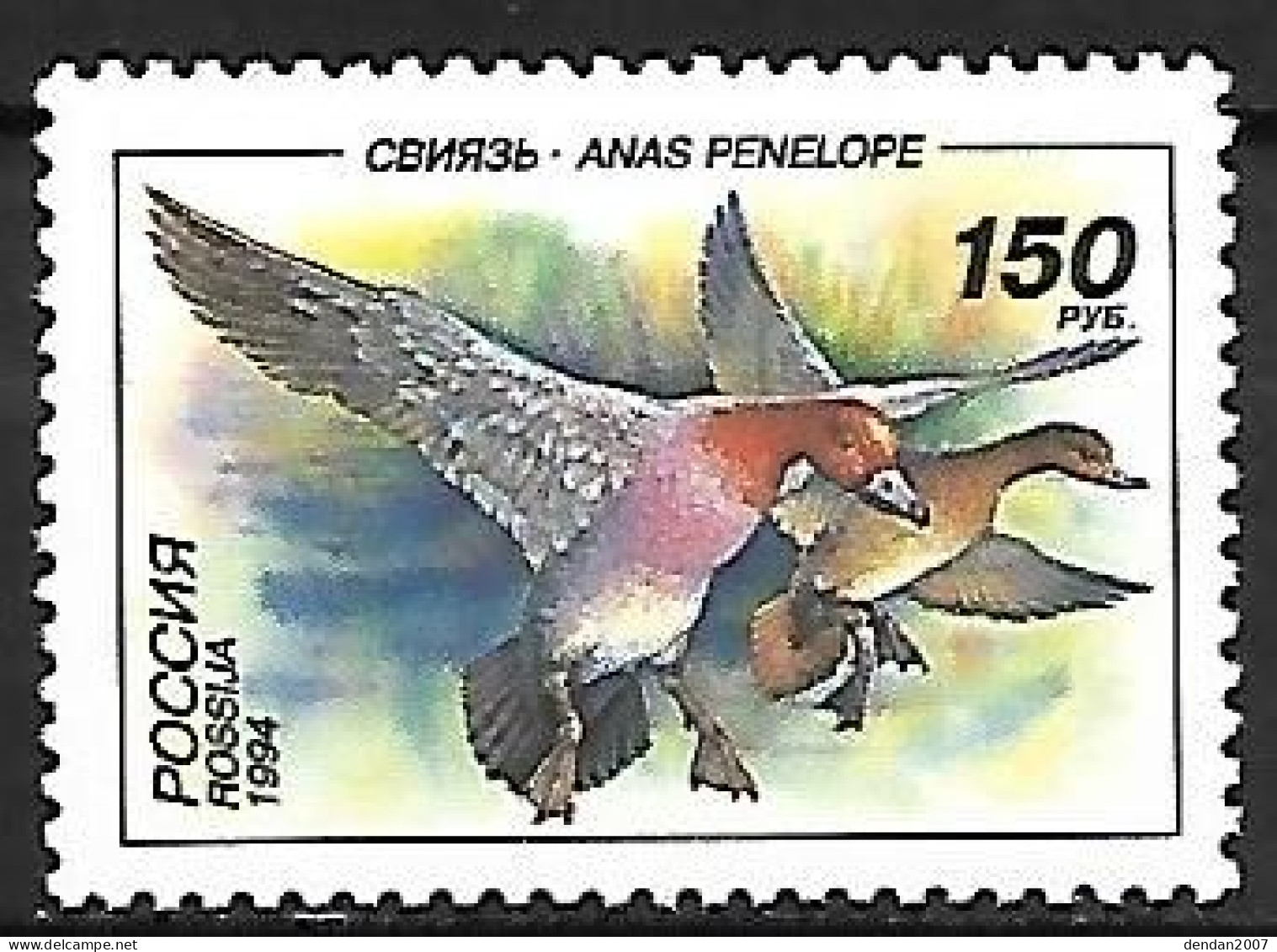 Russia - MNH ** 1994 -  Eurasian Wigeon  -  Mareca Penelope - Entenvögel