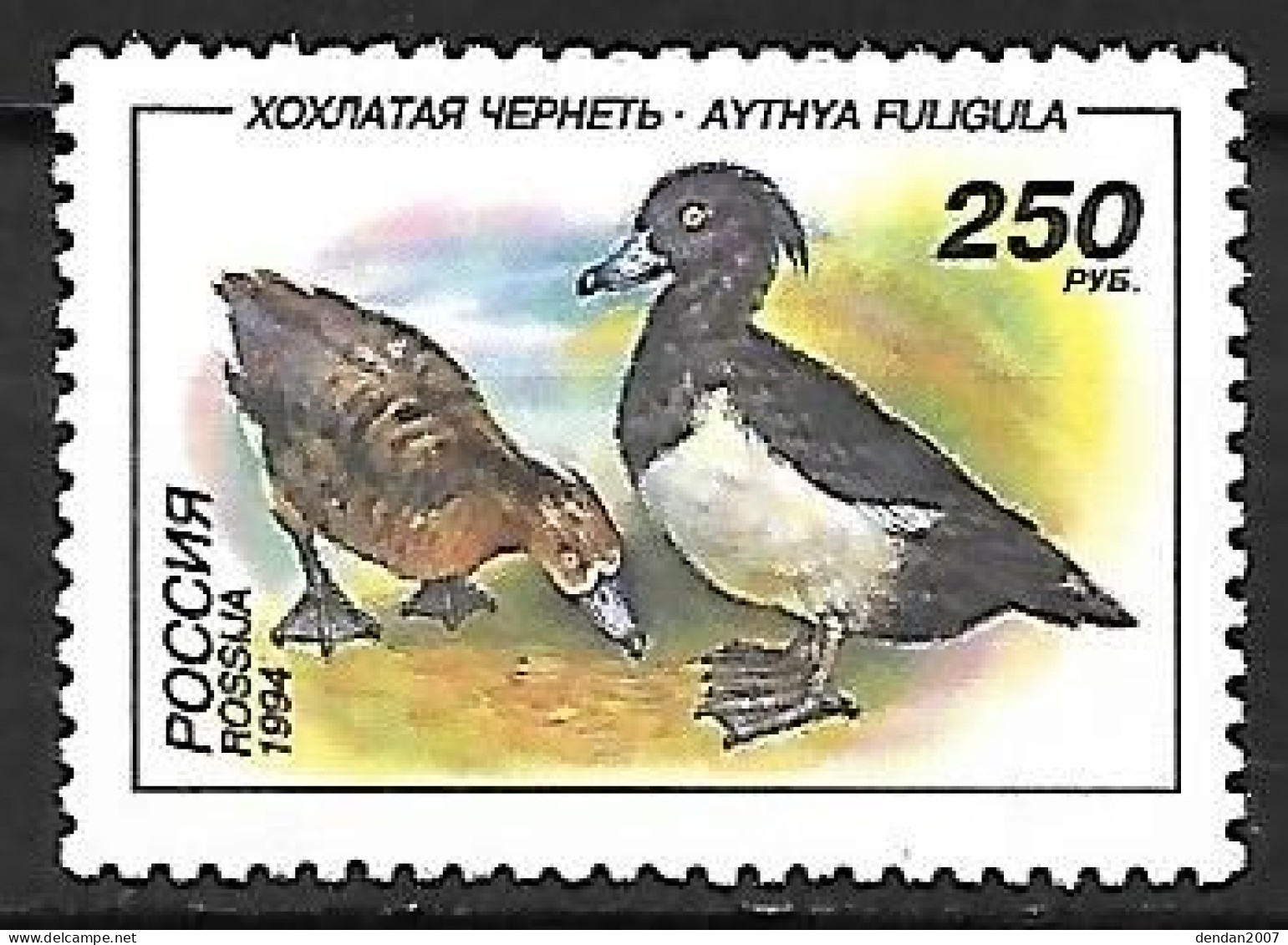 Russia - MNH ** 1994 - Tufted Duck  -  Aythya Fuligula - Canards