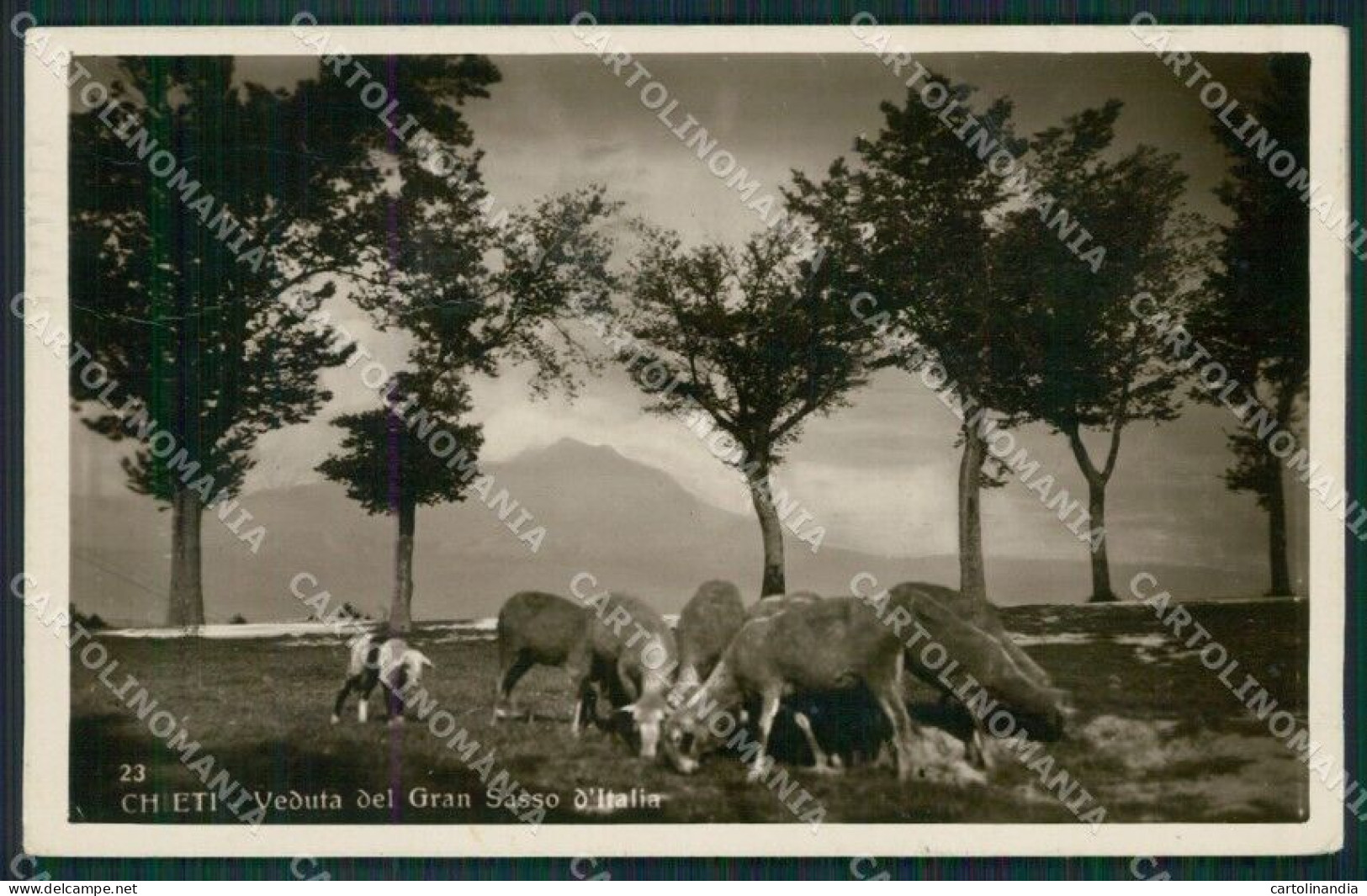 Chieti Gran Sasso Pecore PIEGHE Foto Cartolina KV3836 - Chieti