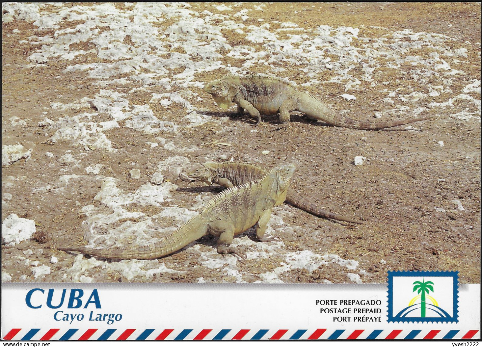 Cuba 2004. Entier Postal, Envoi International. Cayo Largo, Iguanes Communistes - Andere & Zonder Classificatie