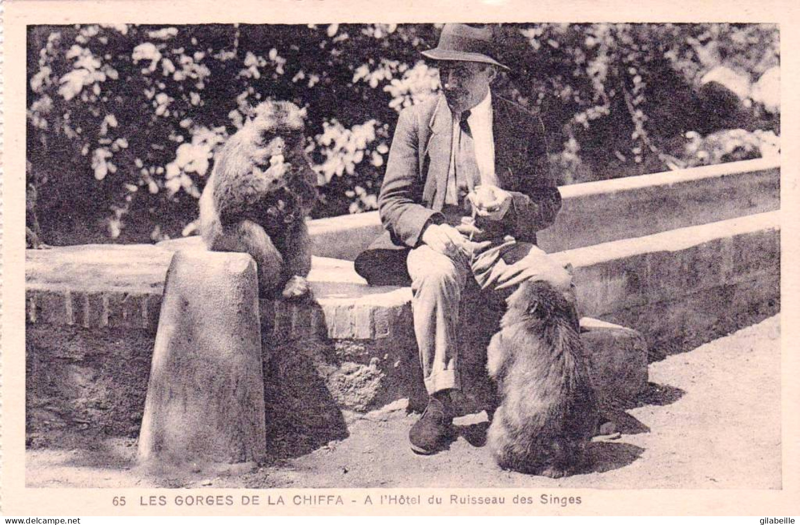 Algerie - BLIDA -  Les Gorges De La Chiffa - A L'hotel Du Ruisseau Des Singes - Blida