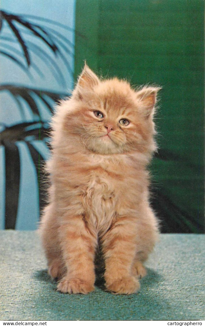 Red Persian Cat - Gatos