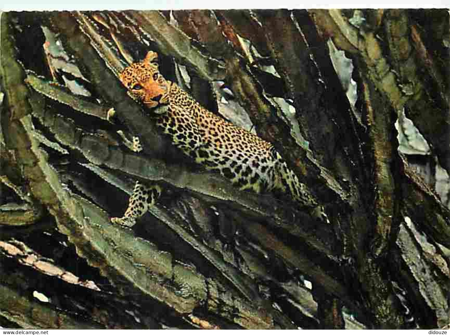 Afrique - East Africa - Arican Wildlife - Leopard Resting On A Tree - Voir Timbre De Tanzanie - CPM - Voir Scans Recto-V - Non Classificati