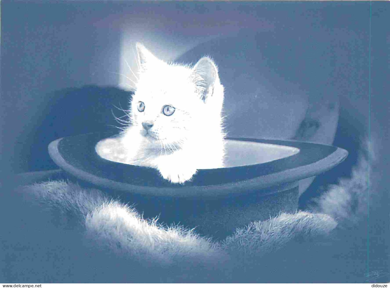 Animaux - Chats - Indigo - CPM - Voir Scans Recto-Verso - Gatos