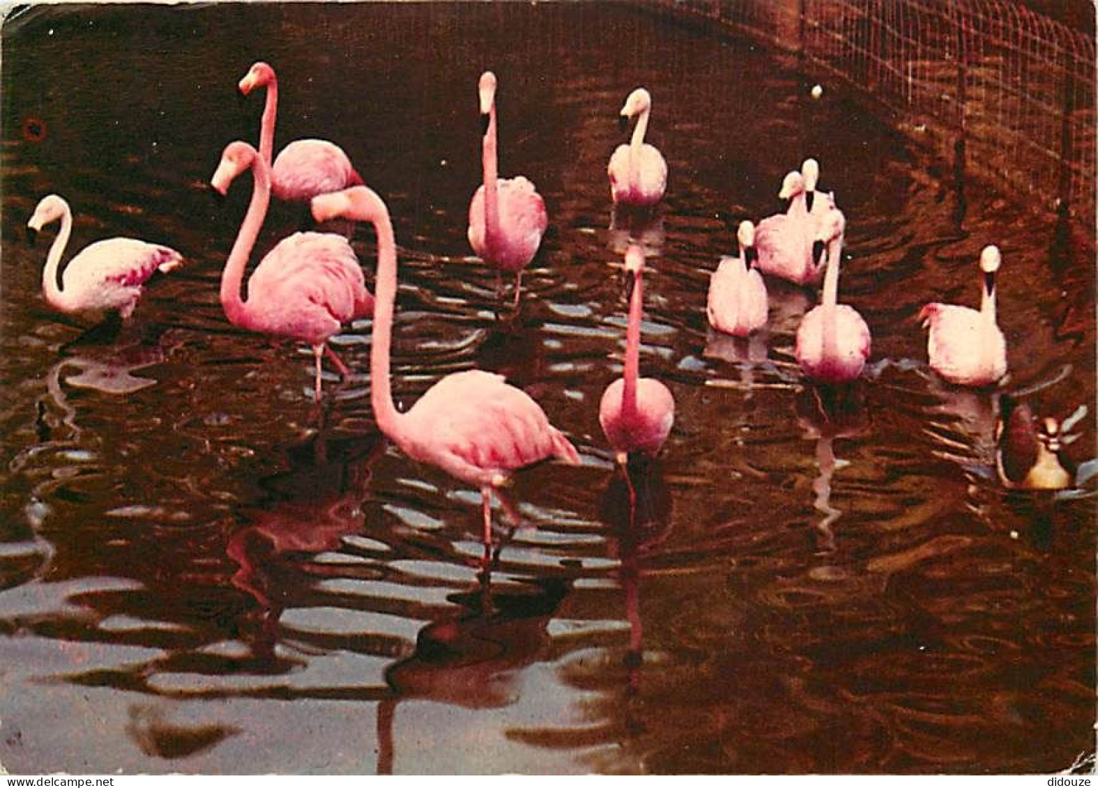 Oiseaux - Flamants Roses - Camargue - Flamingos - CPM - Voir Scans Recto-Verso - Vögel