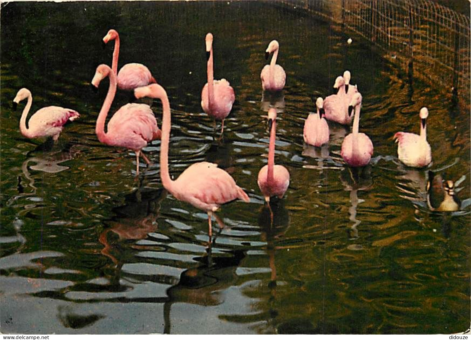 Oiseaux - Flamants Roses - Camargue - Flamingos - CPM - Voir Scans Recto-Verso - Vögel