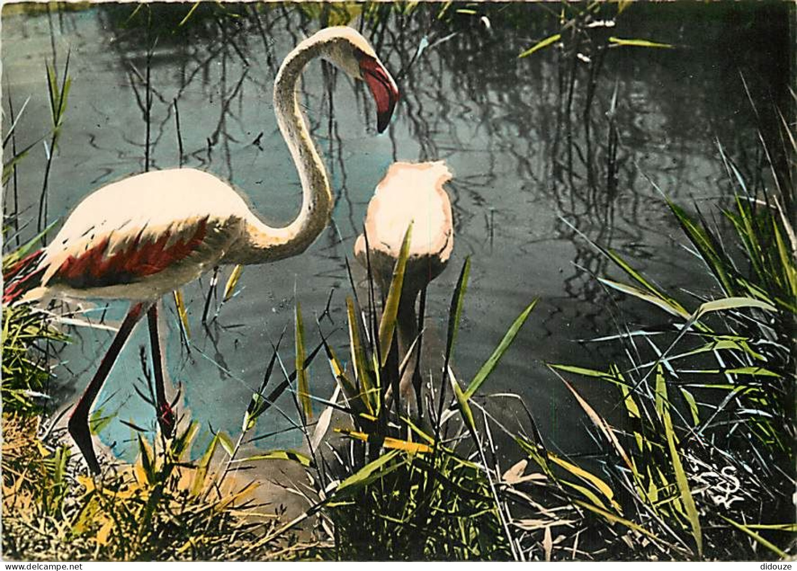 Oiseaux - Flamants Roses - Camargue - Flamingos - CPSM Grand Format - Voir Scans Recto-Verso - Vögel