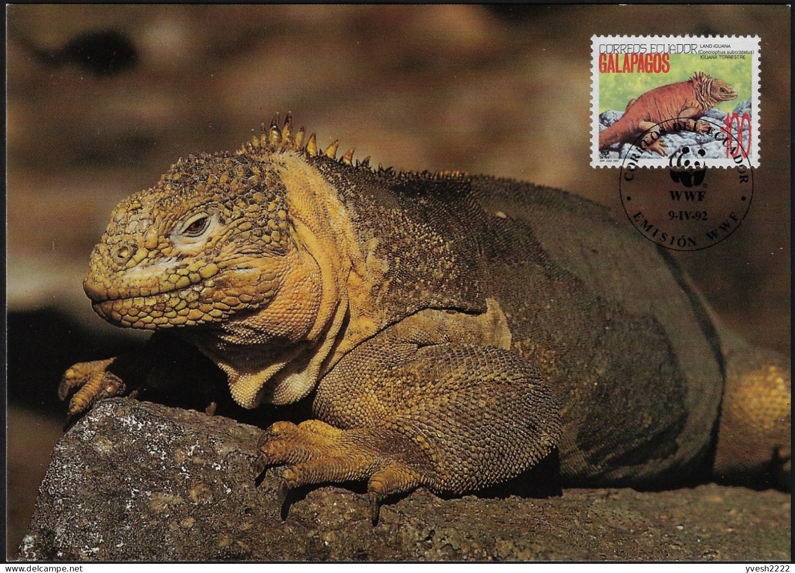 Équateur Ecuador 1992 Y&T 1244 Sur Carte Maximum. Iguane Terrestre. WWF En Oblitération - Autres & Non Classés