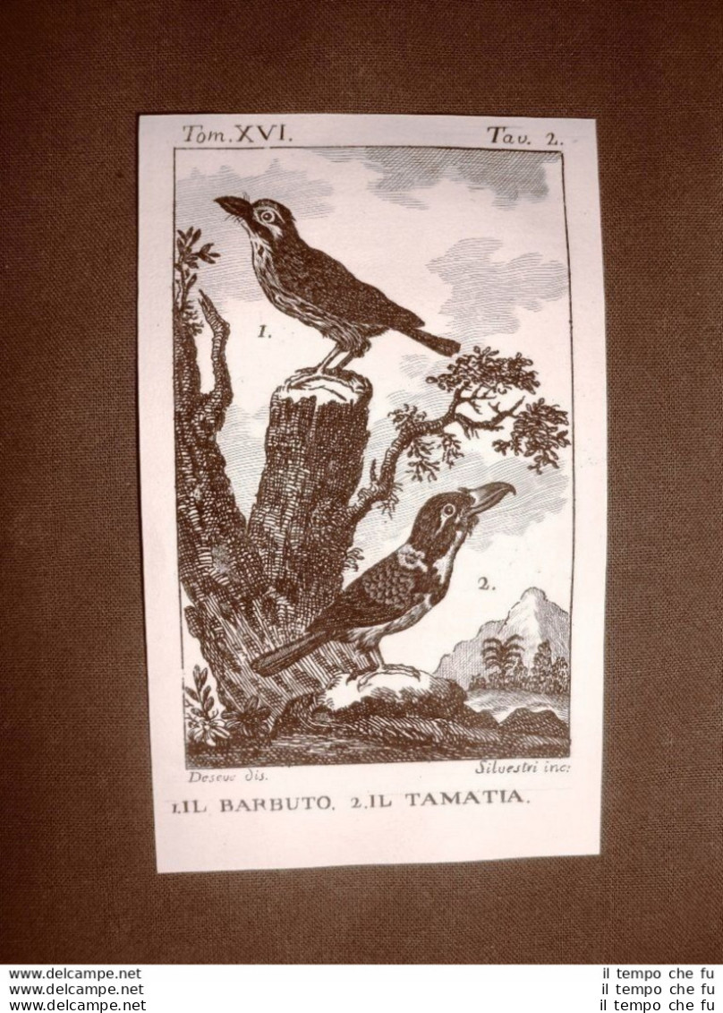 Barbuto E Tamatia Incisione Su Rame Del 1813 Buffon Uccello Ornitologia - Ante 1900