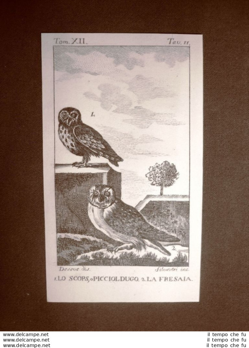 Scops O Piccioldugo E Fresaia Incisione Rame Del 1813 Buffon Uccello Ornitologia - Antes 1900