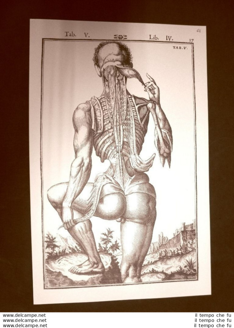 Muscoli Schiena #3 Tavola Anatomica Litografia Giulio C. Casseri 1627 Ristampa - Sonstige & Ohne Zuordnung
