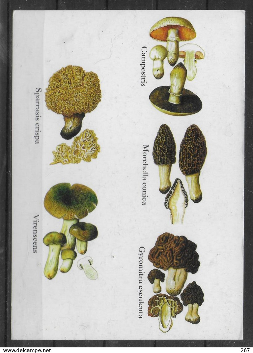 TURKMENISTAN  Carte PAP Champignons - Pilze