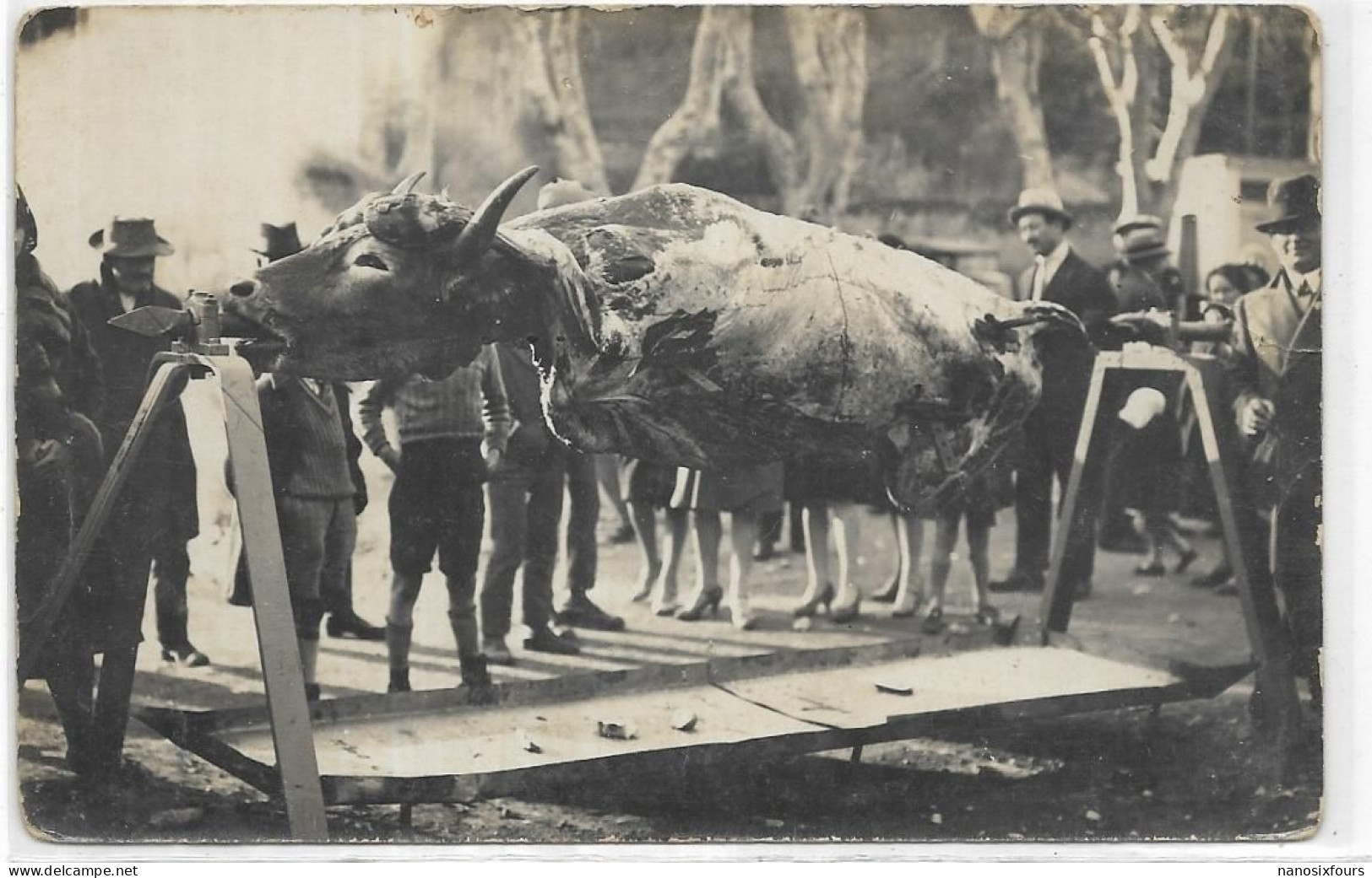 D 83  BARJOLS. LES FETES DE LA SAINT MARCEL. CARTE PHOTOS - Barjols