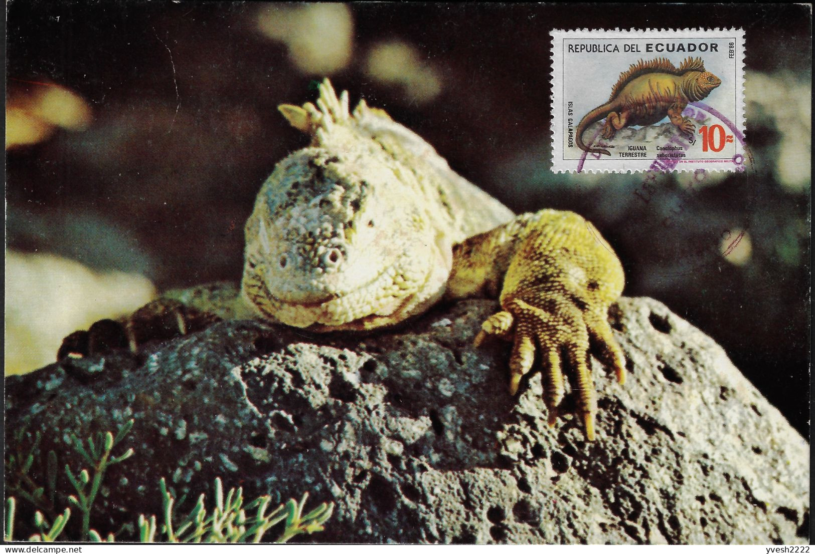 Équateur Ecuador 1986 Y&T 1104 Sur Carte Maximum. Iguane Terrestre Des îles Galapagos - Sonstige & Ohne Zuordnung