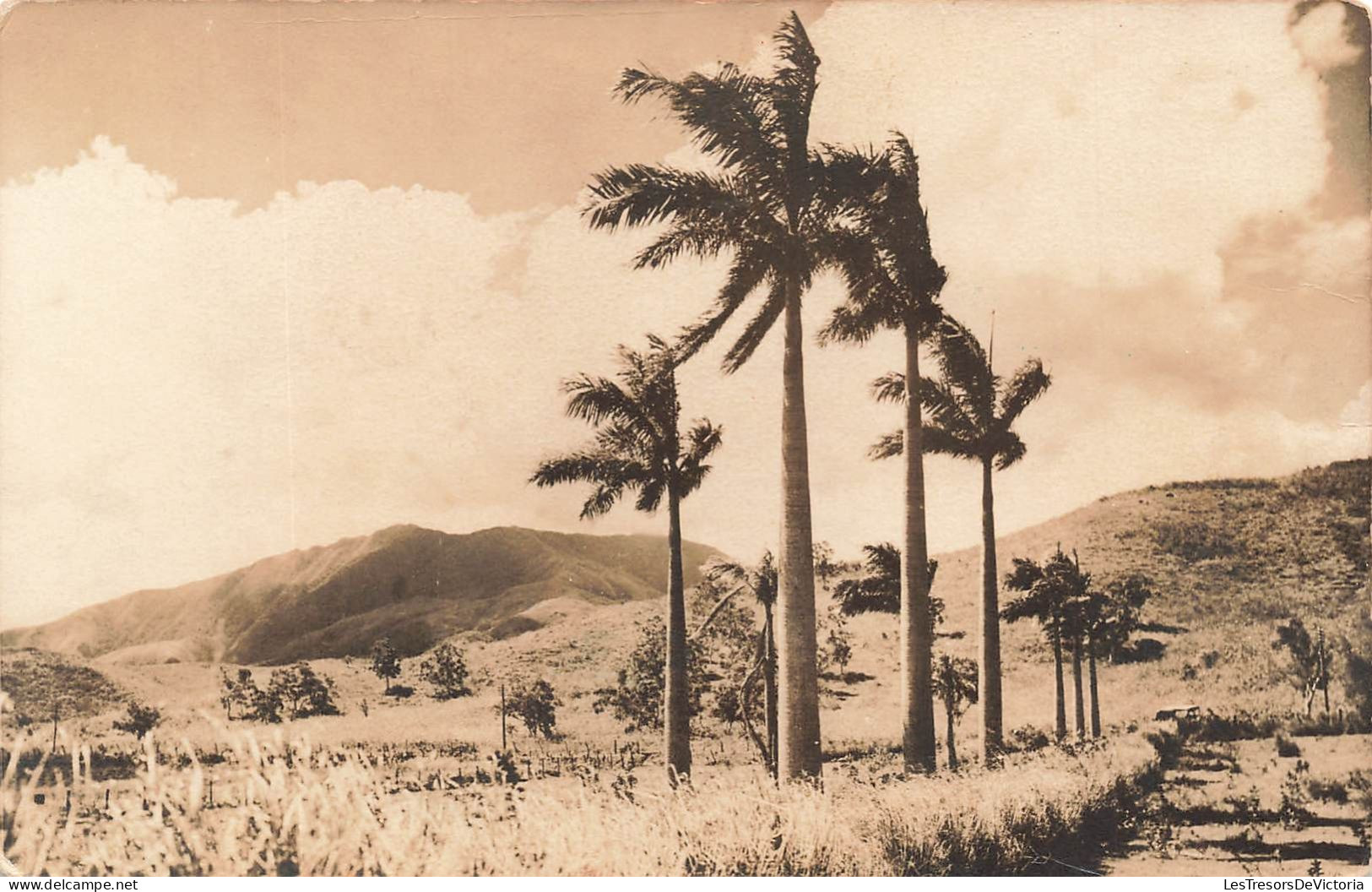 FRANCE - Nouvelle Calédonie - Paysage - Palmiers - Montagnes - Carte Postale Ancienne - Nouvelle Calédonie