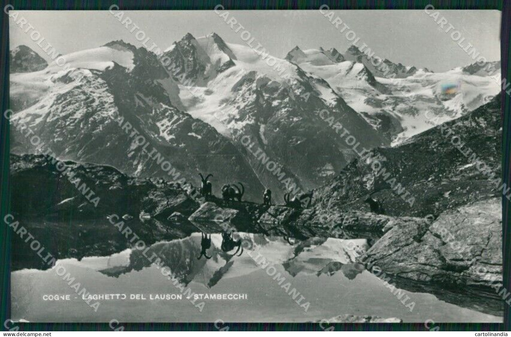 Aosta Cogne Stambecchi Foto Cartolina KV2151 - Aosta