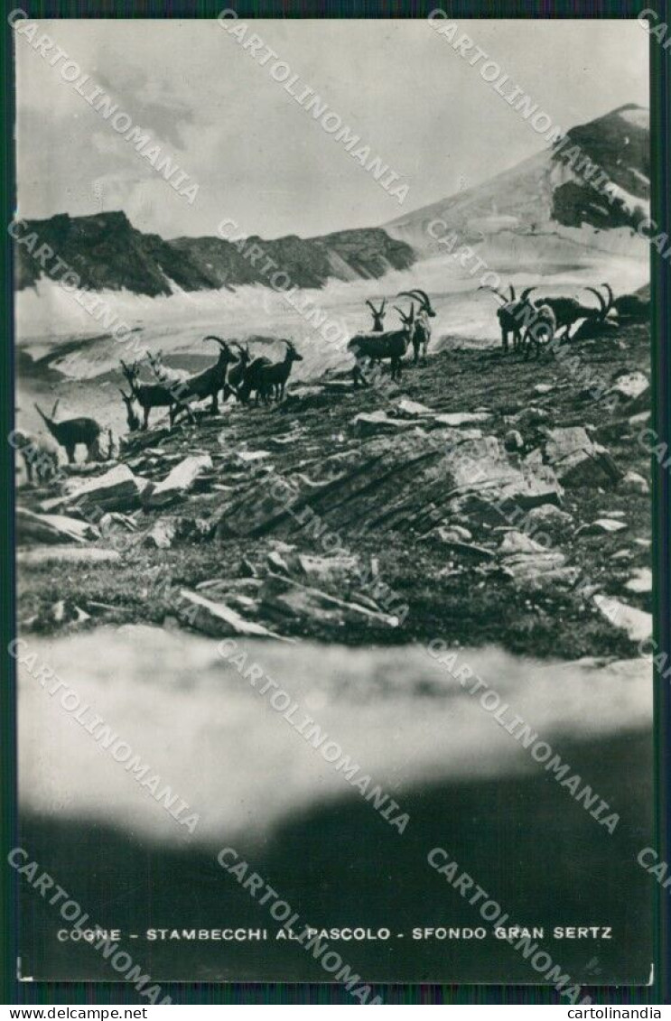 Aosta Cogne Stambecchi Foto Cartolina KV2143 - Aosta