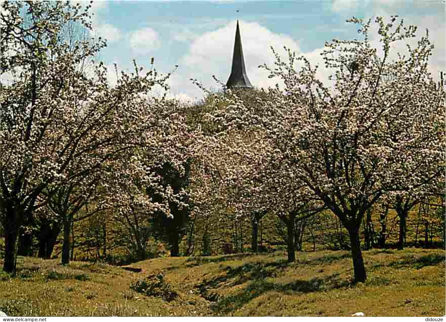 14 - Coquainvilliers - Distillerie Des Calvados Boulard - Pommiers - Carte Neuve - CPM - Voir Scans Recto-Verso - Sonstige & Ohne Zuordnung