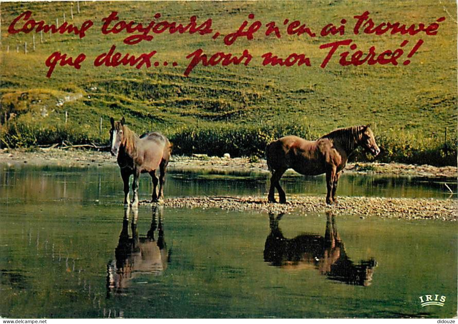 Animaux - Chevaux - Le Passage Du Gué - Carte Humoristique - CPM - Voir Scans Recto-Verso - Cavalli