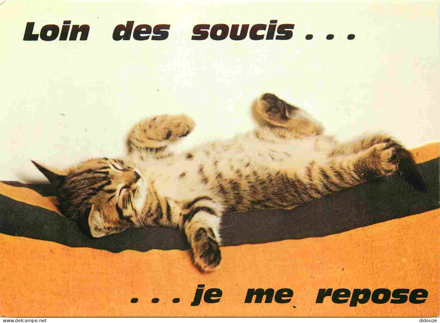 Animaux - Chats - Carte à Message - CPM - Voir Scans Recto-Verso - Cats