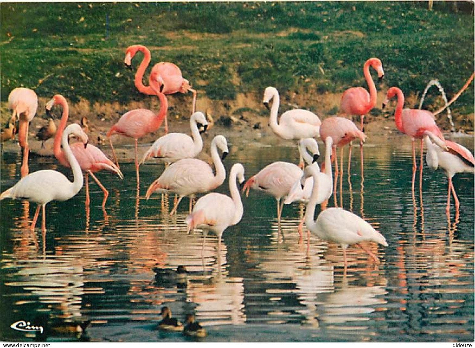 Oiseaux - Flamants Roses - Parc Floral De La Source à Orléans - Flamingos - CPM - Voir Scans Recto-Verso - Birds