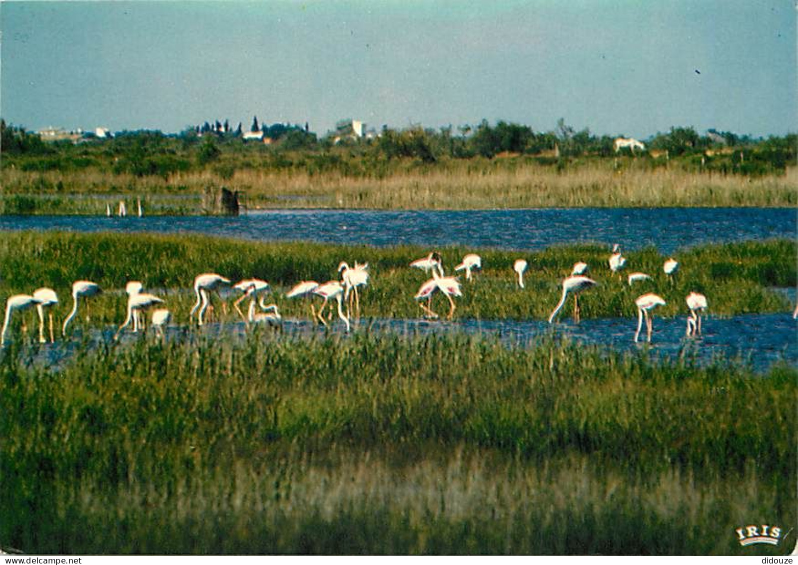 Oiseaux - Flamants Roses - Camargue - Flamingos - CPM - Voir Scans Recto-Verso - Birds