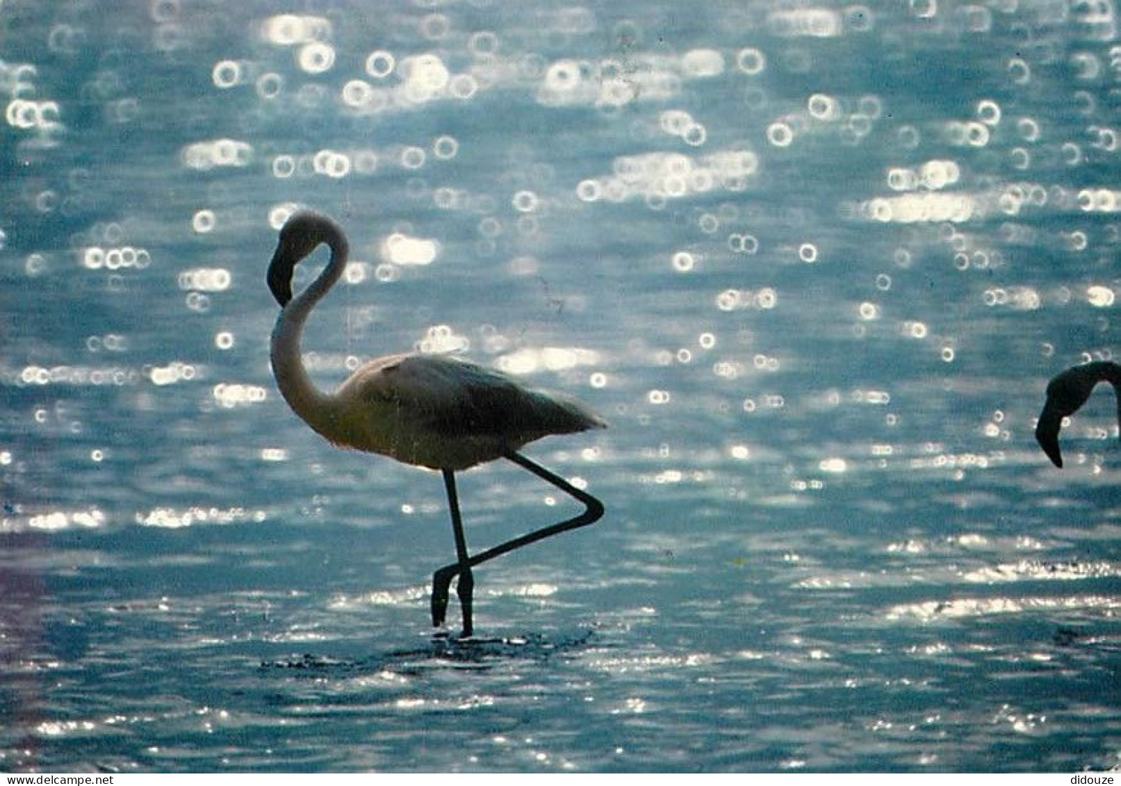 Oiseaux - Flamants Roses - Camargue - Flamingos - CPM - Voir Scans Recto-Verso - Birds