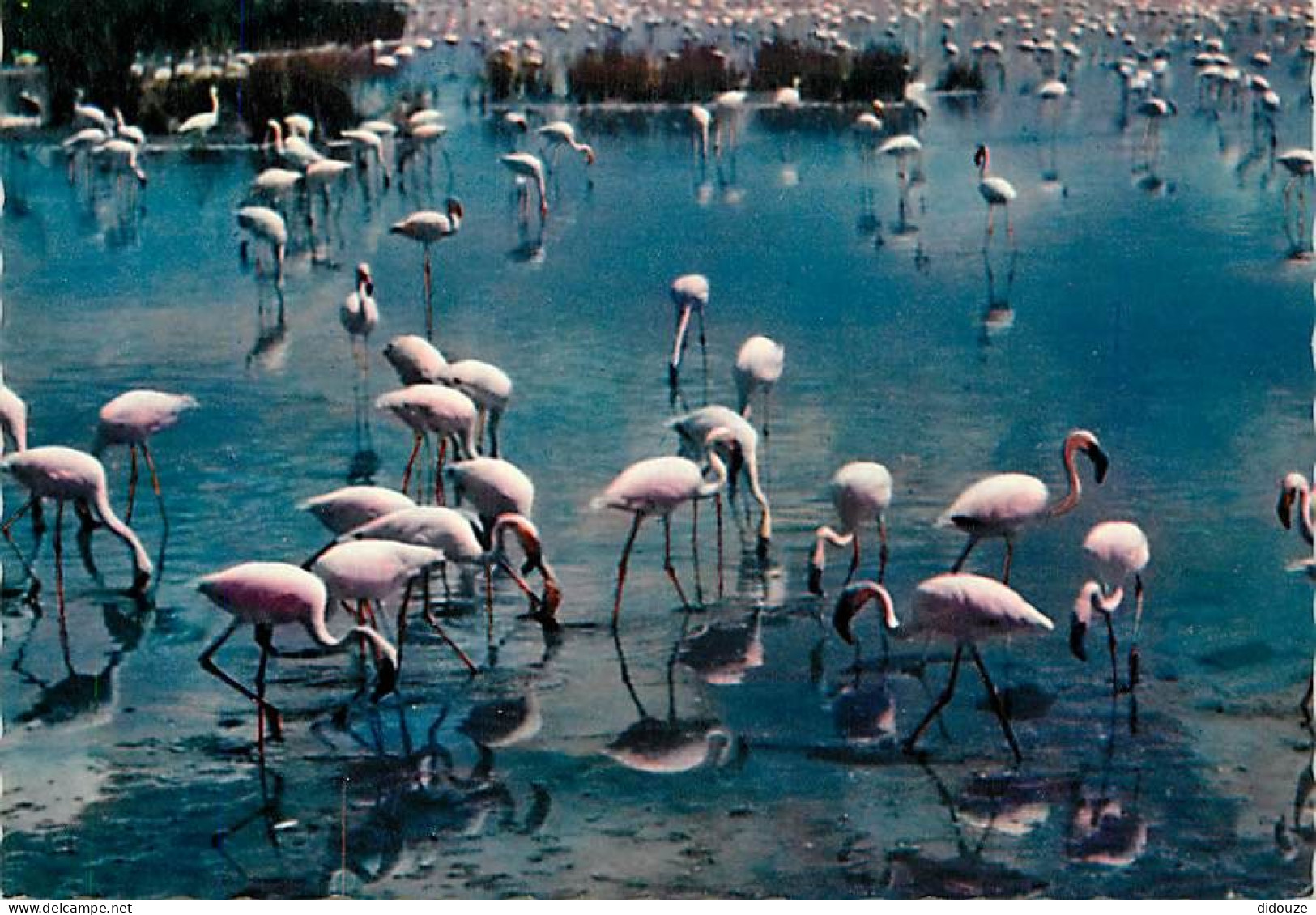 Oiseaux - Flamants Roses - Camargue - Flamingos - CPSM Grand Format - Voir Scans Recto-Verso - Birds