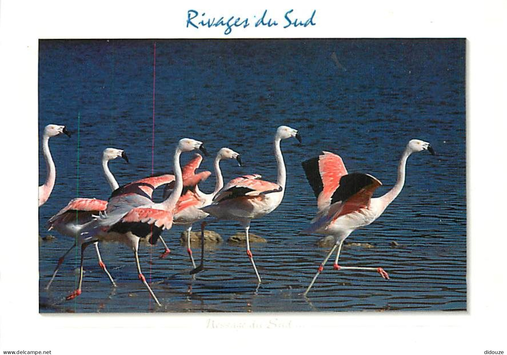 Oiseaux - Flamants Roses - Flamingos - CPM - Voir Scans Recto-Verso - Birds