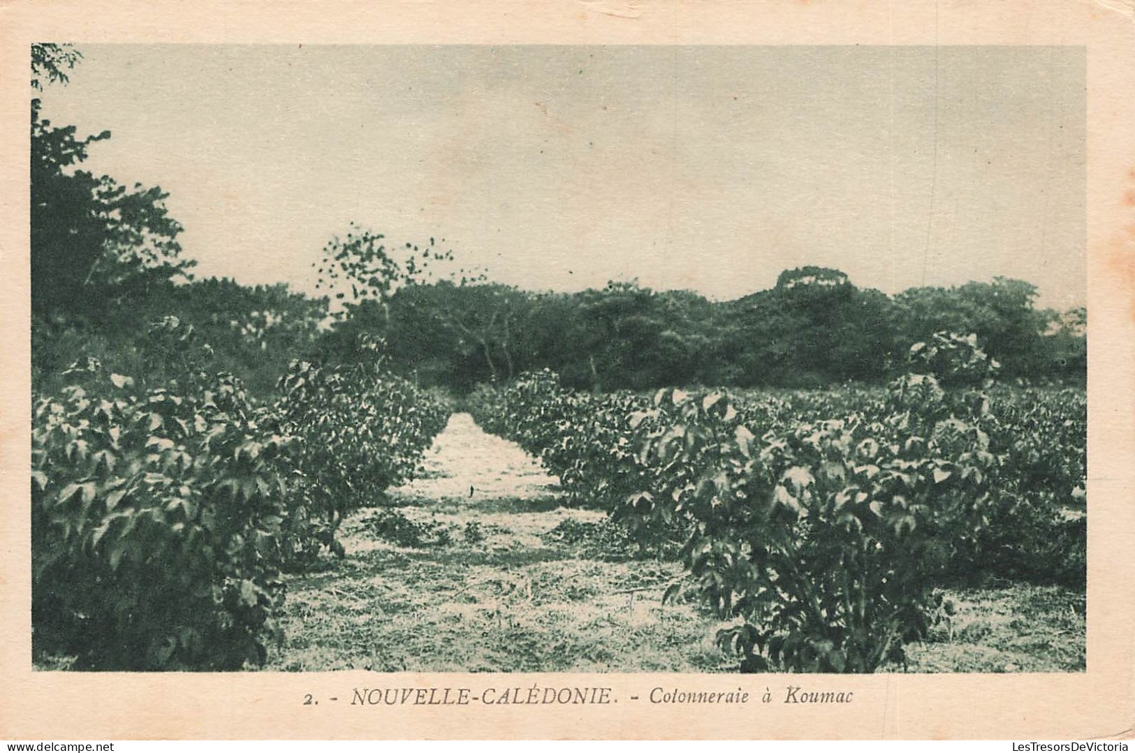 FRANCE - Nouvelle Calédonie - Colonneraie à Koumac - Vue Générale - Carte Postale Ancienne - Orleans