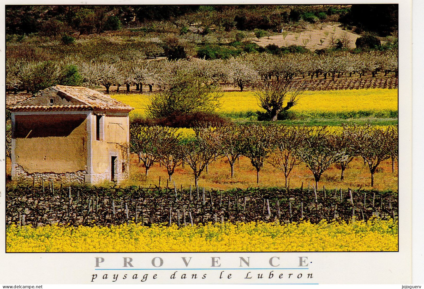 Paysage De Provence Dans Le Luberon ; Expédiée De Carpentras ( Vigne , Mimosa - Andere & Zonder Classificatie