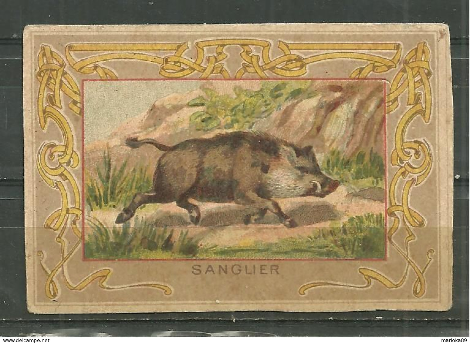 IMAGE LE SANGLIER - Animaux