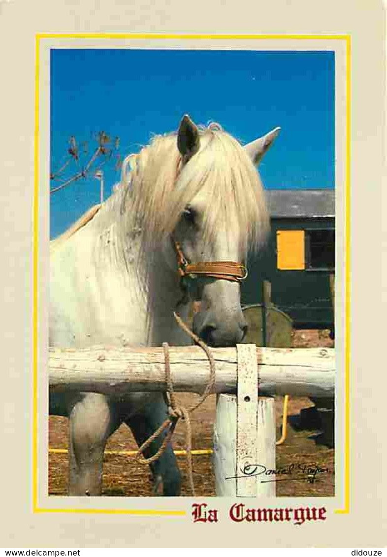 Animaux - Chevaux - Camargue - Cheval Camarguais - Etalon 1e Prix D'Arles Catégorie 5 Ans Neptunepropriété Emile Trazie  - Pferde