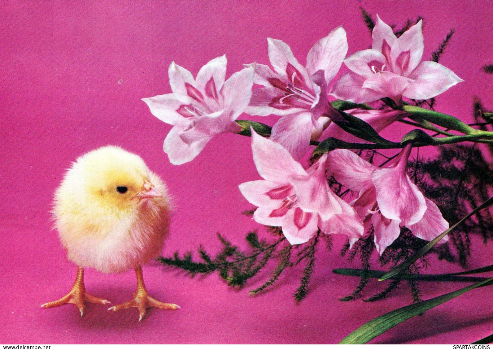 EASTER CHICKEN Vintage Postcard CPSM #PBO876.A - Ostern