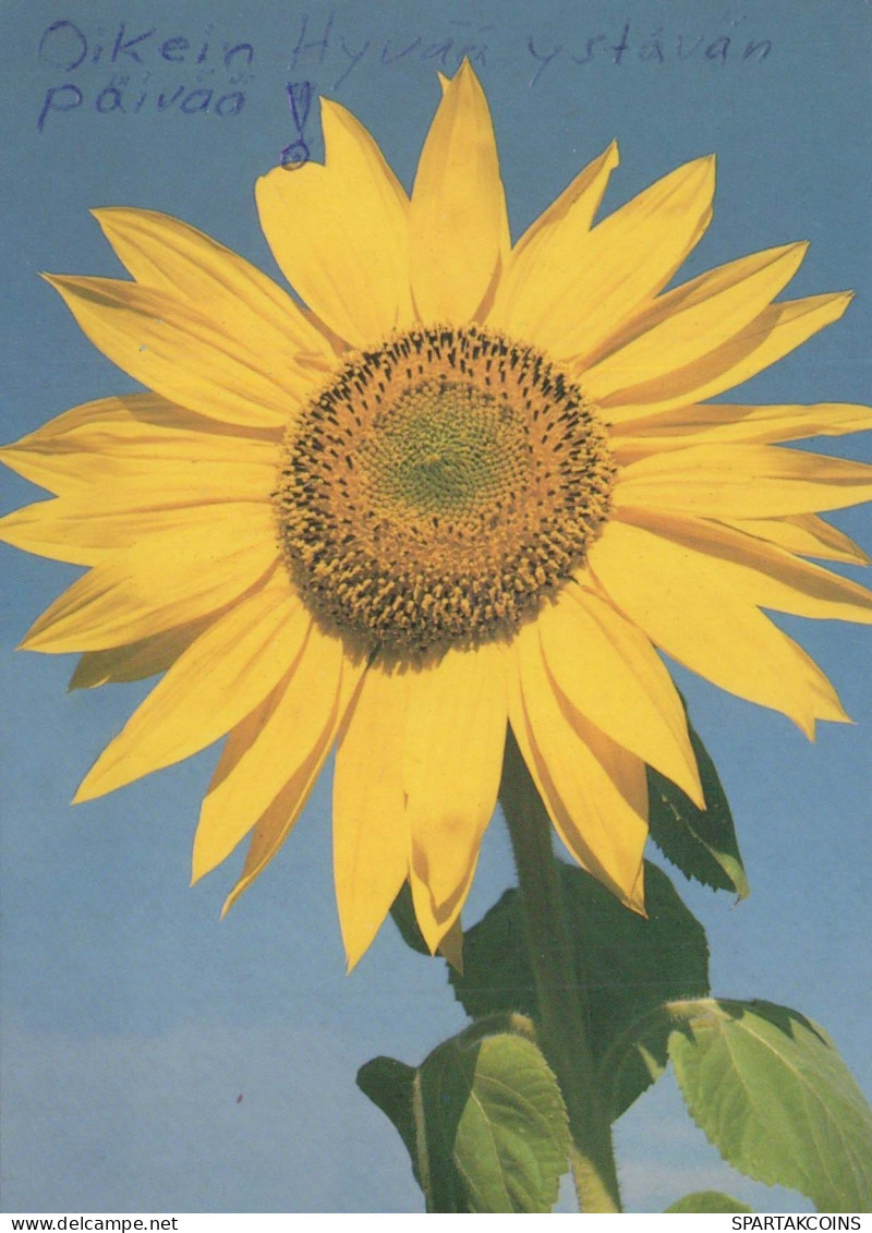 FLOWERS Vintage Postcard CPSM #PBZ829.A - Fleurs