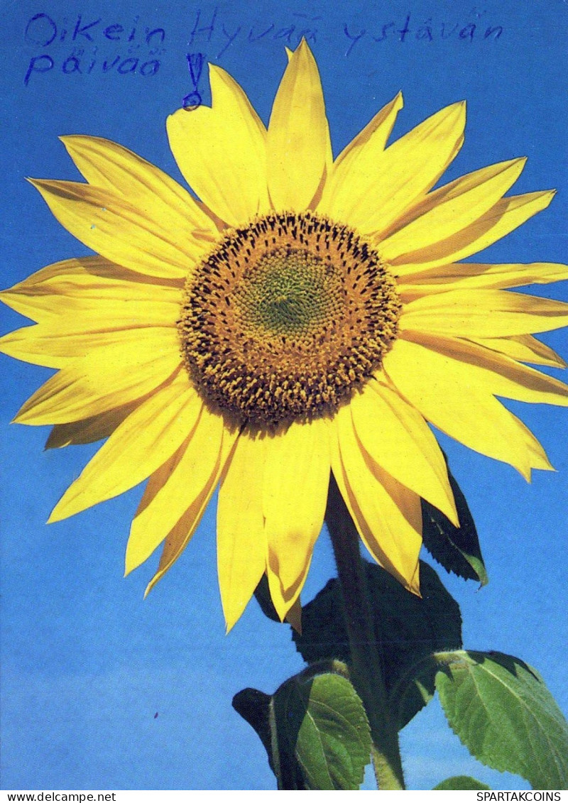 FLOWERS Vintage Postcard CPSM #PBZ829.A - Fleurs