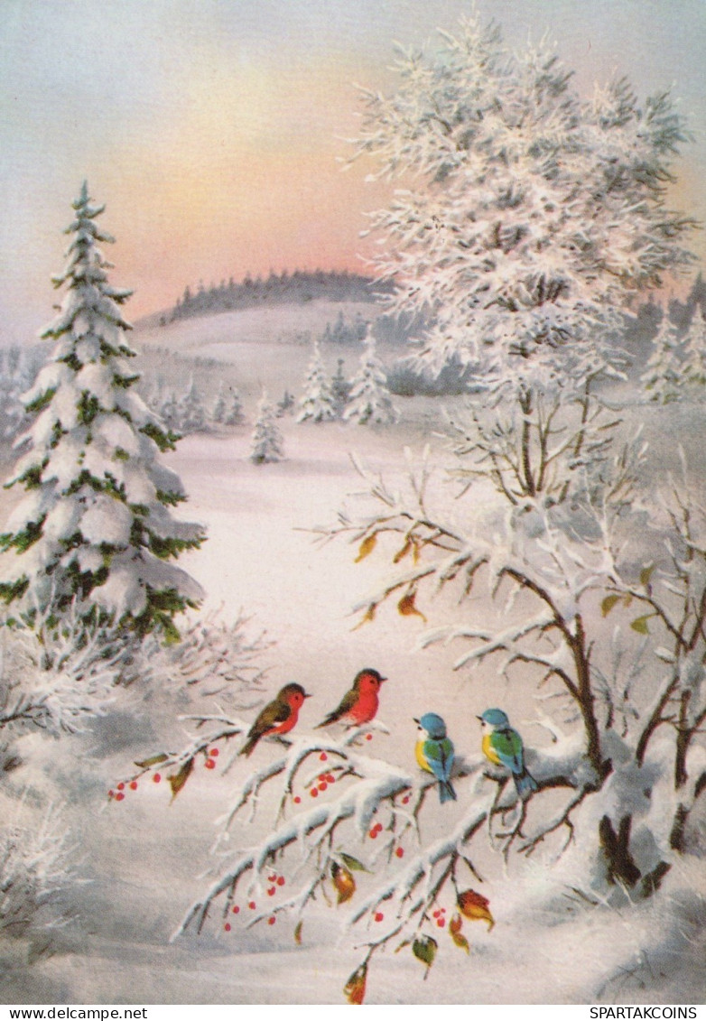 BIRD Animals Vintage Postcard CPSM #PAM821.A - Vogels