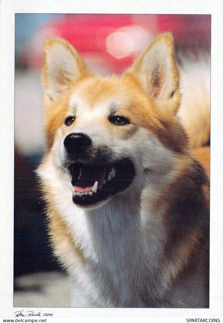 DOG Animals Vintage Postcard CPSM #PBQ533.A - Hunde