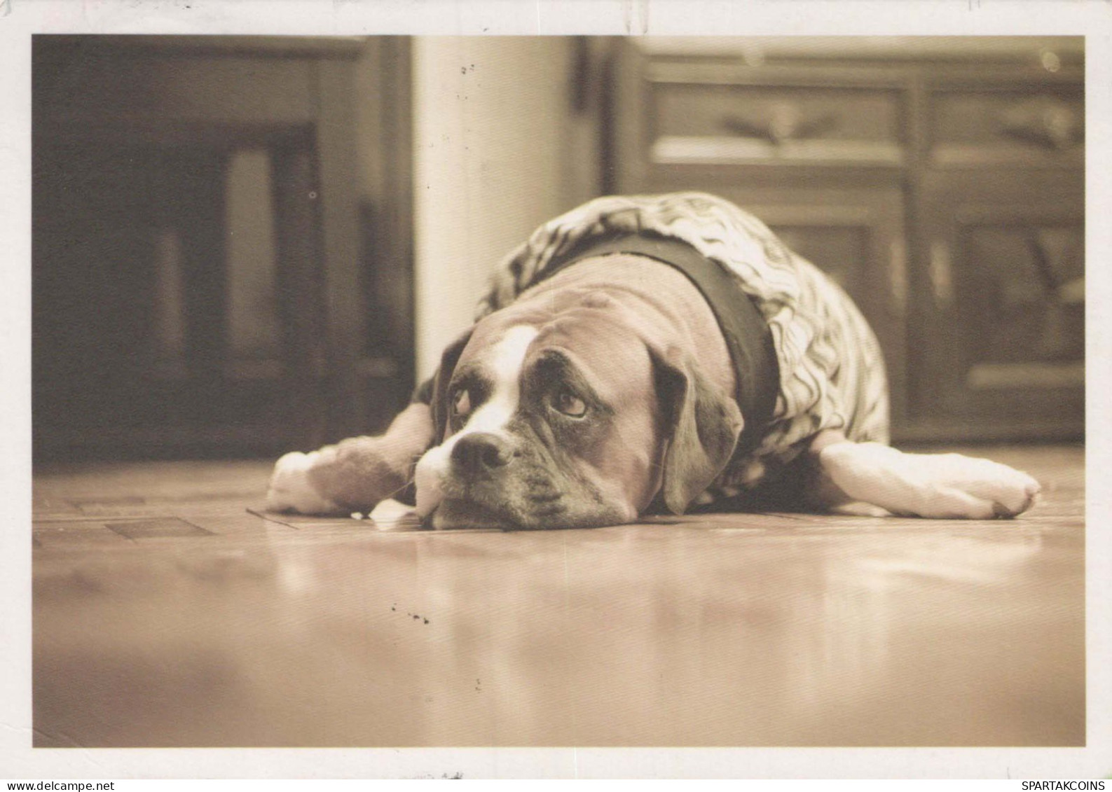 DOG Animals Vintage Postcard CPSM #PBQ473.A - Hunde